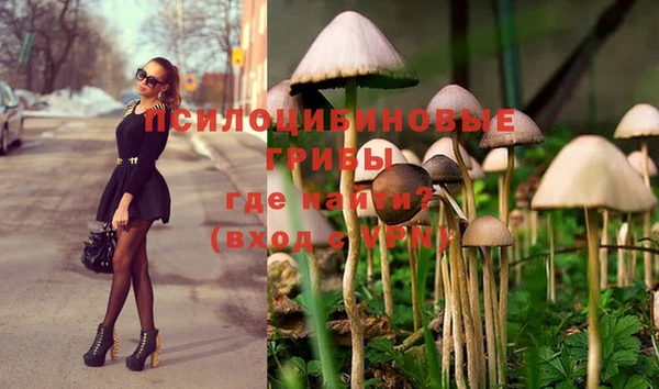 PSILOCYBIN Гусиноозёрск